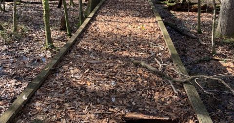 The Creepiest Hike In Alabama Takes You Through The Ruins Of Its Smallest National Forest