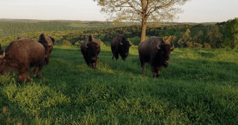 The 3000-Acre Wilderness Rider Buffalo Ranch & Adventure Park In Arkansas Is A Fun Destination For A Summer Day