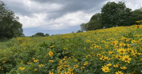 This Little Known Trail In Pennsylvania Is Perfect For Finding Loads Of Wildflowers