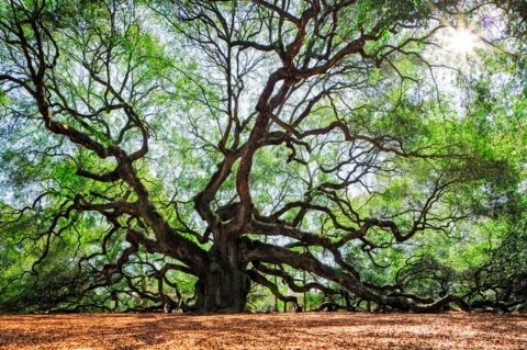 One Of The Most Breathtaking Wonders In America Is Hiding Right Here In South Carolina