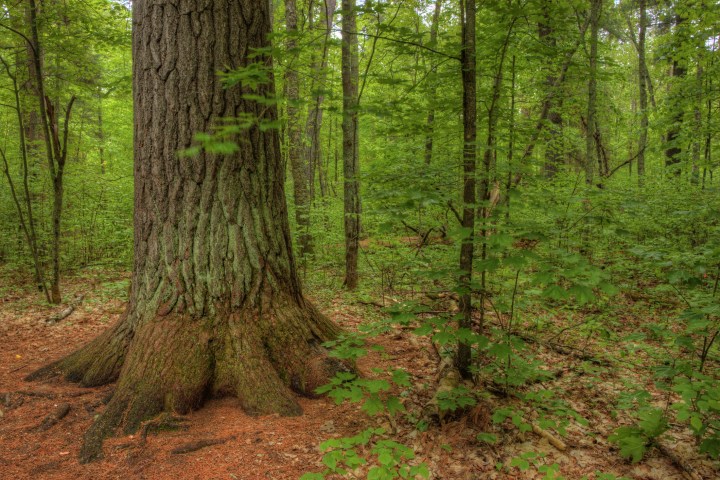 The Lost 40 in Northern Minnesota is a Nature Preserve that resulted from a Mapping Error and is a significant Grove of Virgin White and Red Pine Trees