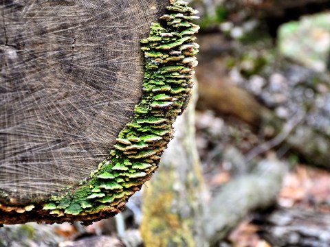 Few People Know About This Old Growth Forest In Ohio