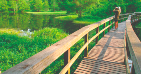 This 2-Mile Loop Trail In Louisiana Is Full Of Jaw-Dropping Waterfront Views