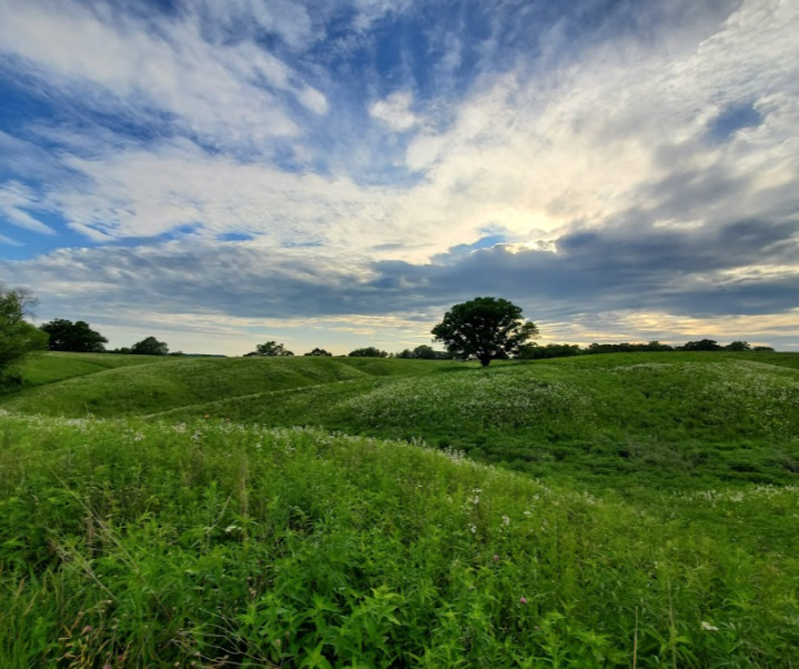 wildflowers in Illinois