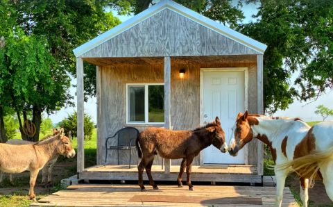 This Little Cabin On A Donkey Ranch In Oklahoma Is The Coolest Place To Spend The Night