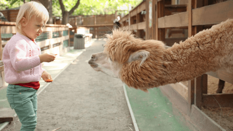 There’s An Alpaca Farm In Northern California And You’re Going To Love It