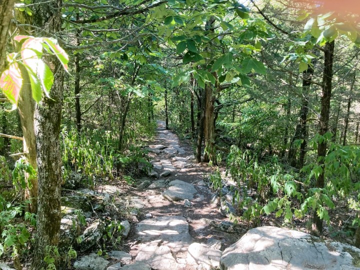 Wildflower Hikes In Alabama