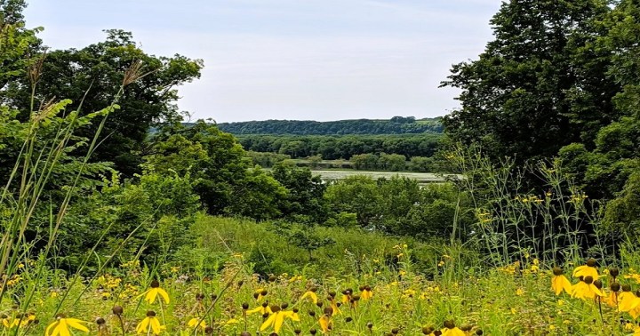 wildflowers in Illinois