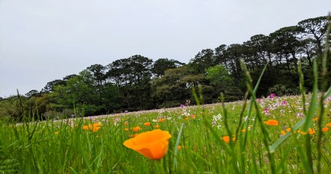 Few People Know About This South Carolina Wildflower Field