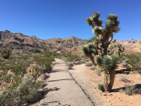 The Scenic Gorge Overlook Trail Is A Magical Place In Arizona That You Thought Only Existed In Your Dreams