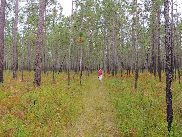 Asian longhorned tick in South Carolina