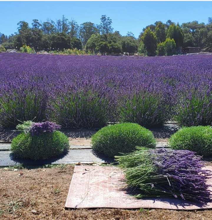 The Santa Barbara Lavender Festival