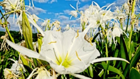 There Are More Spider Lilies Than There Are Miles Along This Beautiful Hiking Trail In South Carolina