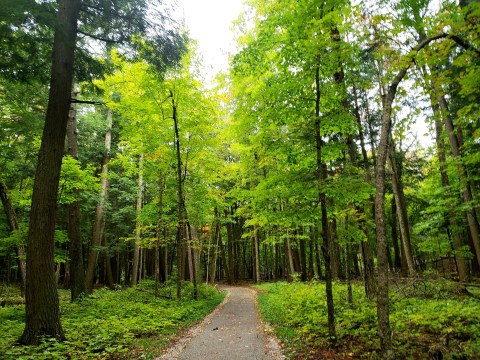 A Bit Of An Unexpected Natural Wonder, Few People Know The History Of This Forest In Michigan