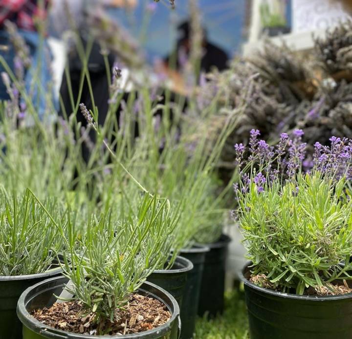 The Santa Barbara Lavender Festival