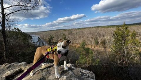 You Can See For More Than A Mile At This North Carolina Rock That Rises To 150 Feet