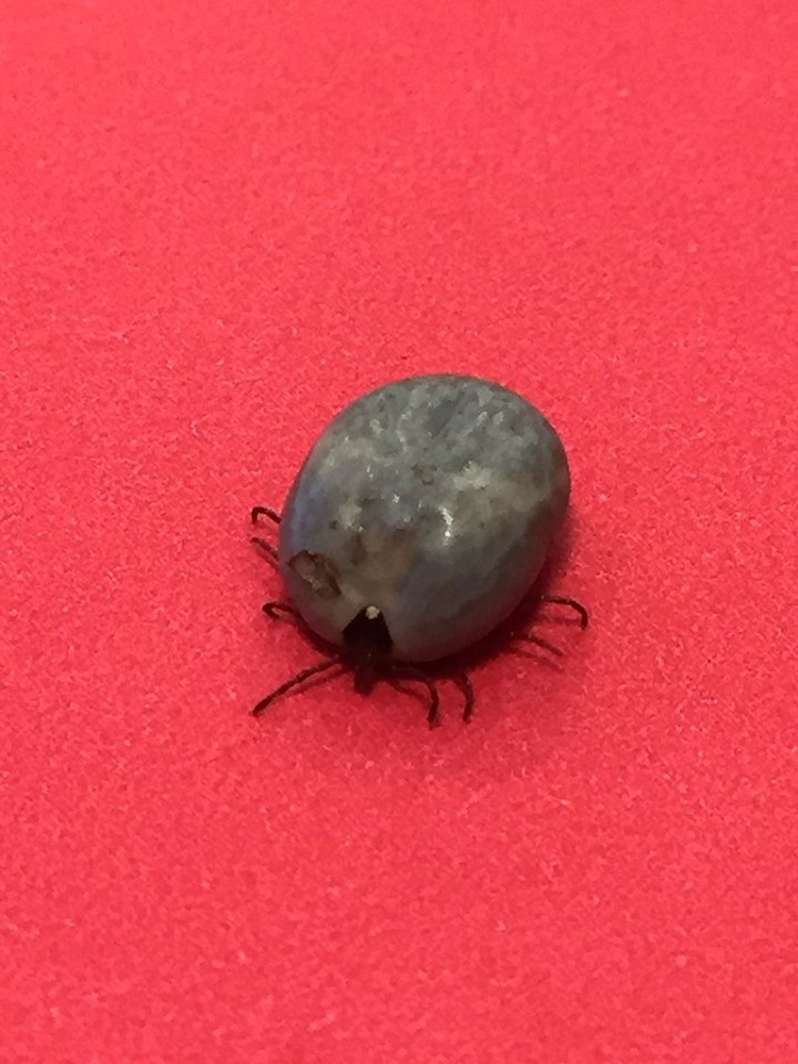 Asian longhorned tick in South Carolina