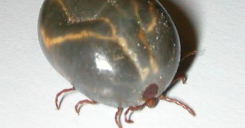 Be On The Lookout, A New Type Of Tick Has Been Spotted In South Carolina