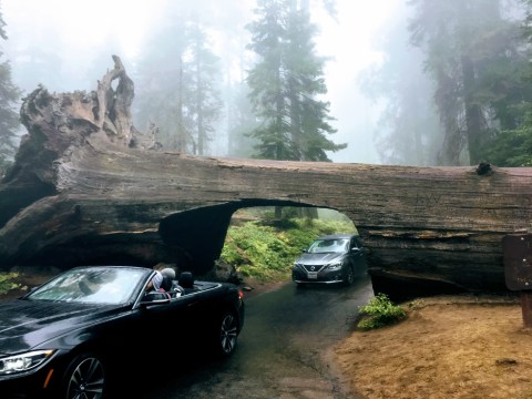 You Can Drive Through A Tunnel Created In The Side Of This Fallen Tree In Sequoia National Park