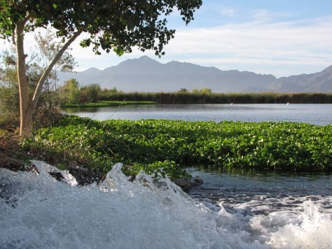 A Bit Of An Unexpected Natural Wonder, Few People Know There Are Wetlands Hiding In Arizona