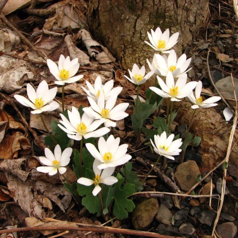 The 2023 Spring Nature Fling Is Back In West Virginia In April And May - Here's What To Look Forward To