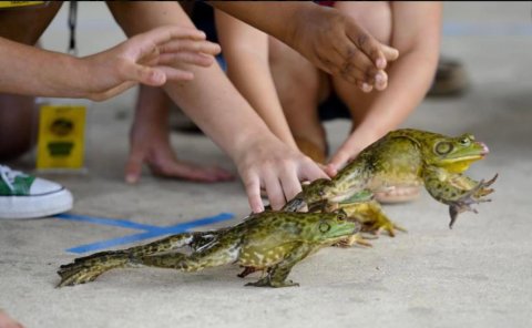 There's A Frog Festival In Louisiana, And It's One Of The Quirkiest Festivals You'll Ever Go To