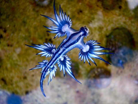 Beware Of The Toxic Blue Dragon Sea Slugs Washing Up On Texas Beaches