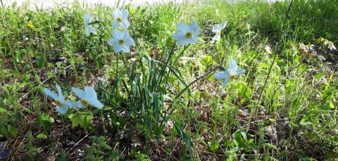 This Easy Wildflower Hike In Rhode Island Will Transport You Into A Sea Of Color