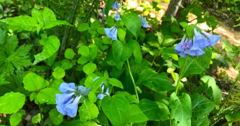 Eloise Butler Wildflower Garden, A Wildflower Reserve In Minnesota, Will Be In Full Bloom Soon And It’s An Extraordinary Sight To See