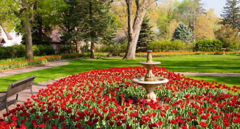 Tulip Time In Pella, Iowa Will Have Nearly 300,000 Bulbs In Bloom This Spring