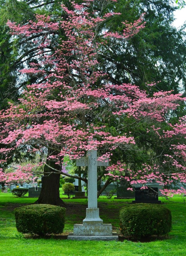 cherry trees in kentucky