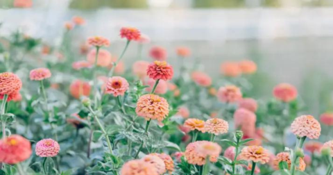 A Colorful U-Pick Flower Farm, Little Seed Flower Farm In Colorado Is Like Something From A Dream