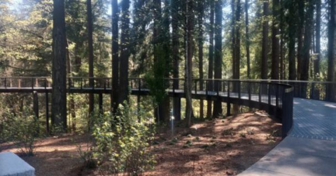 There's An Aerial Tree Walk At Leach Botanical Garden In Oregon And It's Absolutely Magical