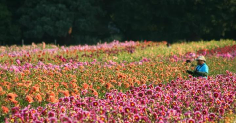 A Colorful Flower Farm, Swan Island Dahlias In Oregon Is Like Something From A Dream