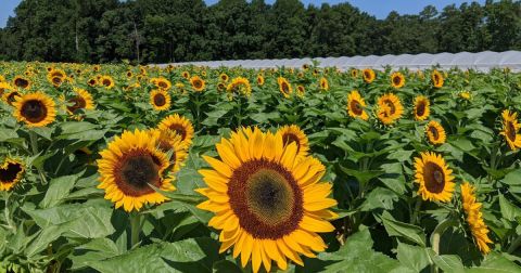 This Colorful You-Pick Flower Farm In Delaware Is Like Something From A Dream