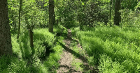 Spot Wildflowers, Birds, And More Along This Picture-Perfect Nature Trail In Rhode Island