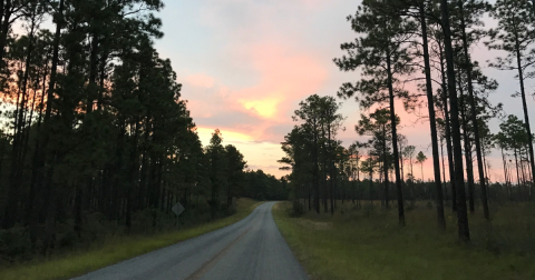 The Scenic Drive To The Longleaf Vista Overlook In Louisiana Is Almost As Beautiful As The Destination Itself