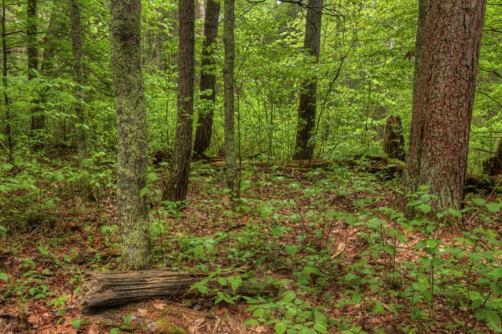 The Lost 40 in Northern Minnesota is a Nature Preserve that resulted from a Mapping Error and is a significant Grove of Virgin White and Red Pine Trees