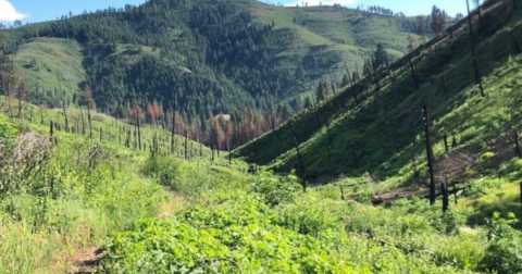 Few People Know There Are Hot Springs Hiding Near Council, Idaho