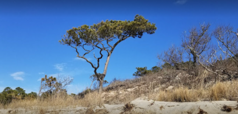 A Bit Of An Unexpected Natural Wonder, Few People Know There Are Sand Dunes Hiding In Virginia