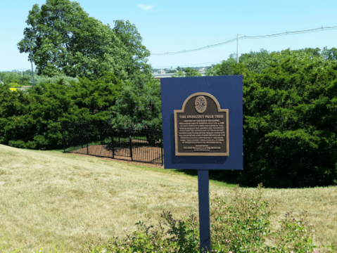 A Bit Of An Unexpected Natural Wonder, Few People Know The Oldest Cultivated Fruit Tree Is Hiding In Massachusetts