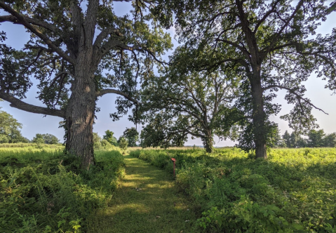 A Bit Of An Unexpected Natural Wonder, Few People Know There Are Native Praries Hiding Beyond Cleveland