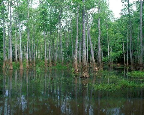 We Bet You Didn't Know There Was A Miniature Everglades In Georgia