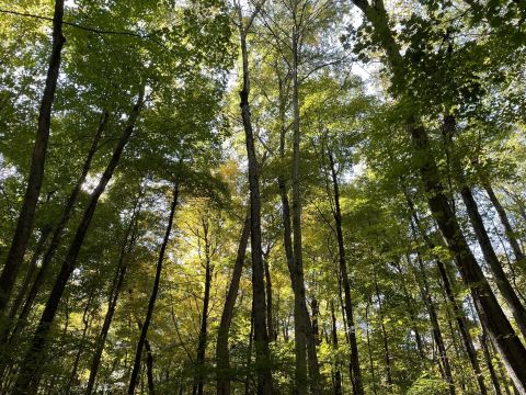 Mianus River Park Is A Magical Place In Connecticut That You Thought Only Existed In Your Dreams