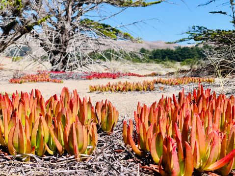 A Bit Of An Unexpected Natural Wonder, Few People Know There Are Sand Dunes Hiding In Northern California