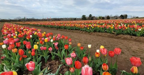 Enjoy The Most Colorful Spring Festival In Virginia At The Burnside Tulip Festival