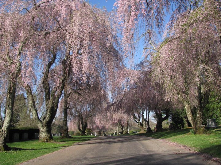 cherry trees in kentucky