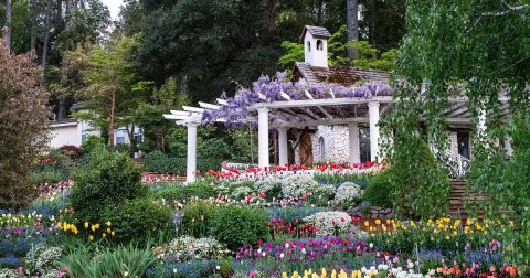 There Are 17,000 Blooming Tulips Every Spring At Crystal Hermitage Gardens In Northern California