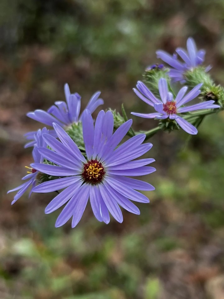 Wildflower Nature Trail In Arkansas