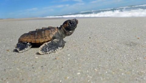 Masonboro Island Reserve Is A Beachfront Attraction In North Carolina You'll Want To Visit Over And Over Again